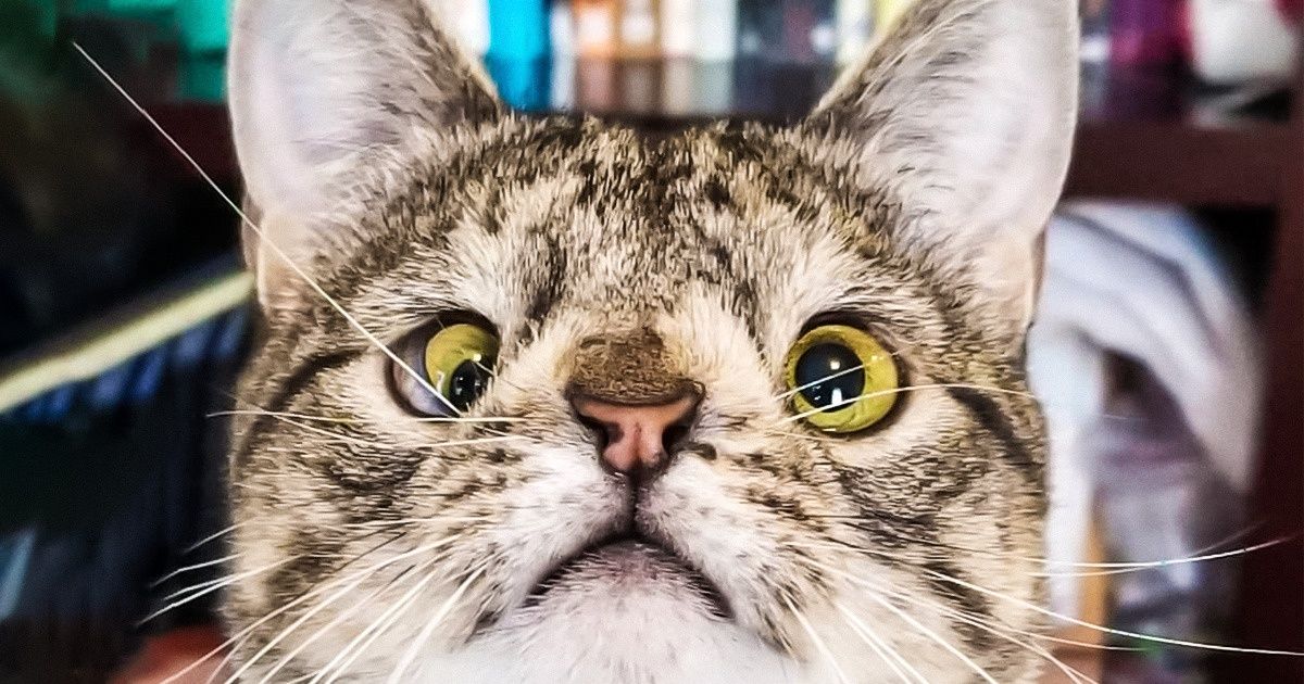 5 ideias de títulos:
1. Gatos com Síndrome de Down: Mitos e Verdades
2. Entenda as Condições que Causam Aparência Atípica em Gatos
3. O Que Fazer Se Seu Gato Apresenta Características Semelhantes à Síndrome de Down?
4. Doenças Felinas que Podem Ser Confundidas com Síndrome de Down
5. Guia Completo: Anomalias Genéticas e de Desenvolvimento em Gatos