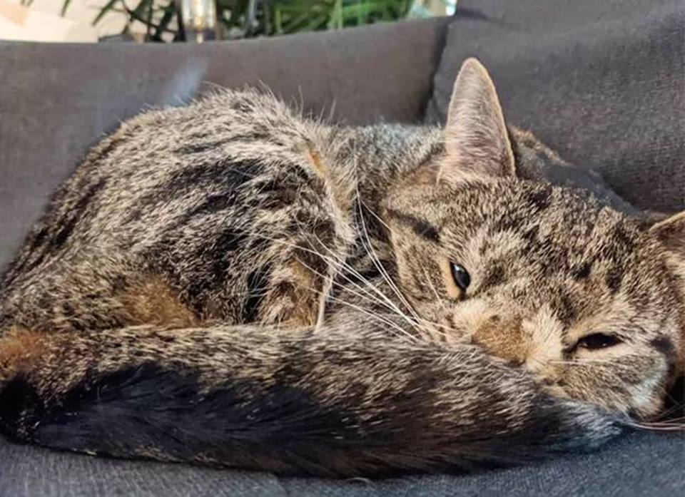 5 ideias de títulos:
1. Gatos com Síndrome de Down: Mitos e Verdades
2. Entenda as Condições que Causam Aparência Atípica em Gatos
3. O Que Fazer Se Seu Gato Apresenta Características Semelhantes à Síndrome de Down?
4. Doenças Felinas que Podem Ser Confundidas com Síndrome de Down
5. Guia Completo: Anomalias Genéticas e de Desenvolvimento em Gatos