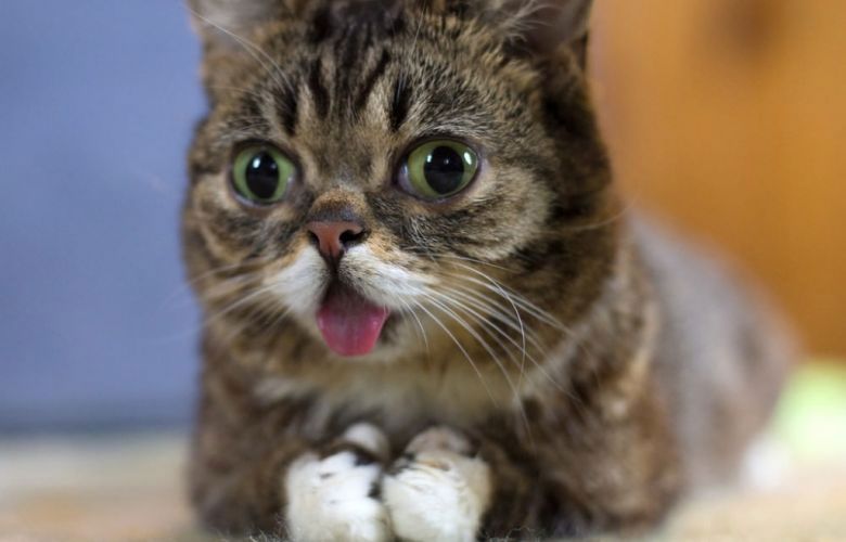 gato com down