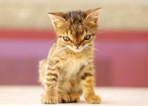5 ideias de títulos:
1. Gatos com Síndrome de Down: Mitos e Verdades
2. Entenda as Condições que Causam Aparência Atípica em Gatos
3. O Que Fazer Se Seu Gato Apresenta Características Semelhantes à Síndrome de Down?
4. Doenças Felinas que Podem Ser Confundidas com Síndrome de Down
5. Guia Completo: Anomalias Genéticas e de Desenvolvimento em Gatos
