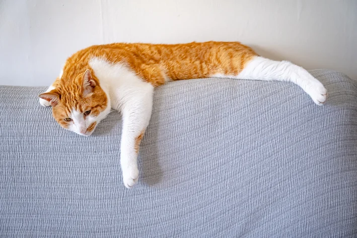5 ideias de títulos:
1. Gatos com Síndrome de Down: Mitos e Verdades
2. Entenda as Condições que Causam Aparência Atípica em Gatos
3. O Que Fazer Se Seu Gato Apresenta Características Semelhantes à Síndrome de Down?
4. Doenças Felinas que Podem Ser Confundidas com Síndrome de Down
5. Guia Completo: Anomalias Genéticas e de Desenvolvimento em Gatos