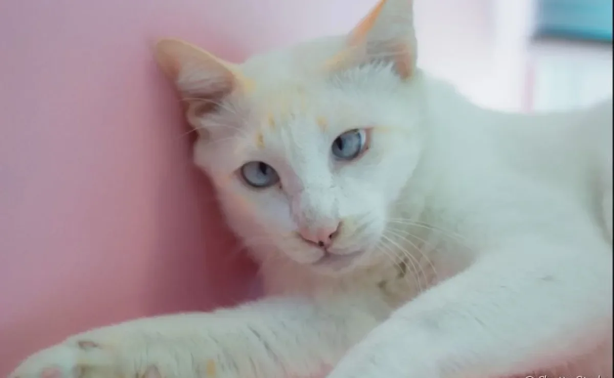 gato com down