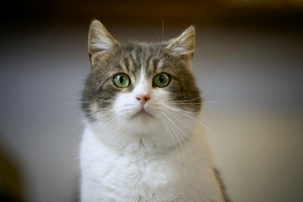 5 ideias de títulos:
1. Gatos com Síndrome de Down: Mitos e Verdades
2. Entenda as Condições que Causam Aparência Atípica em Gatos
3. O Que Fazer Se Seu Gato Apresenta Características Semelhantes à Síndrome de Down?
4. Doenças Felinas que Podem Ser Confundidas com Síndrome de Down
5. Guia Completo: Anomalias Genéticas e de Desenvolvimento em Gatos