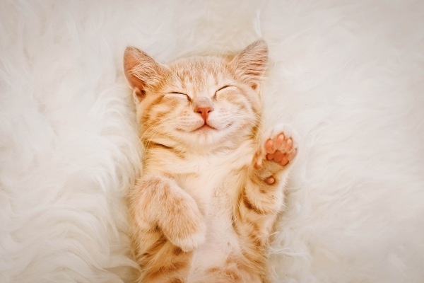 5 ideias de títulos:
1. Gatos com Síndrome de Down: Mitos e Verdades
2. Entenda as Condições que Causam Aparência Atípica em Gatos
3. O Que Fazer Se Seu Gato Apresenta Características Semelhantes à Síndrome de Down?
4. Doenças Felinas que Podem Ser Confundidas com Síndrome de Down
5. Guia Completo: Anomalias Genéticas e de Desenvolvimento em Gatos