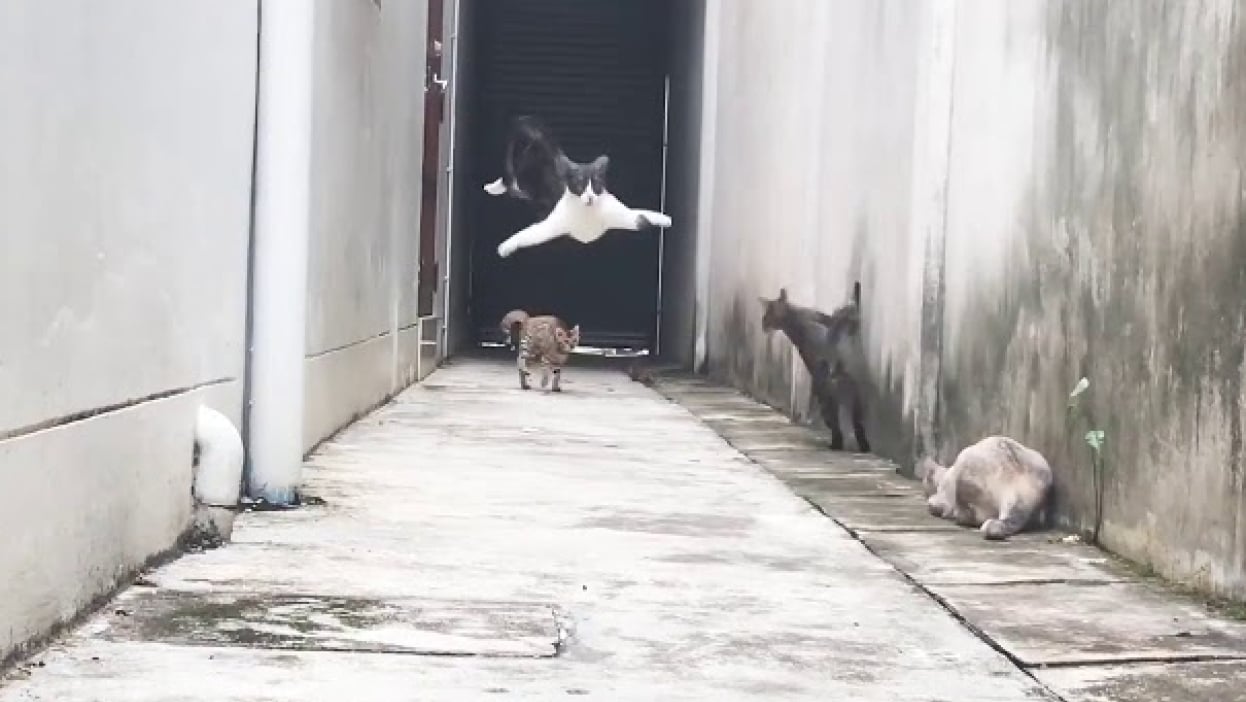 Stray e Outros Jogos: A Cultura do 'Gato Parkour' no Entretenimento Digital