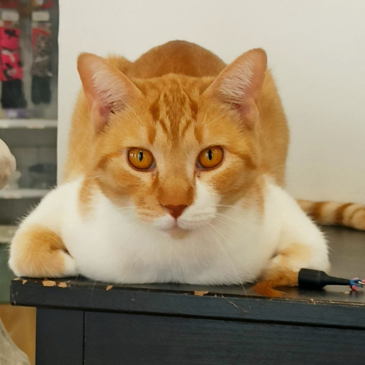 Os 5 Movimentos de Parkour Essenciais Inspirados em Gatos