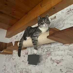 Os 5 Movimentos de Parkour Essenciais Inspirados em Gatos