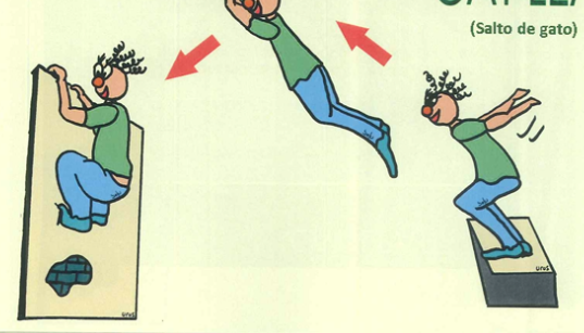 Zoomies: Entenda o Comportamento de 'Parkour Noturno' dos Gatos