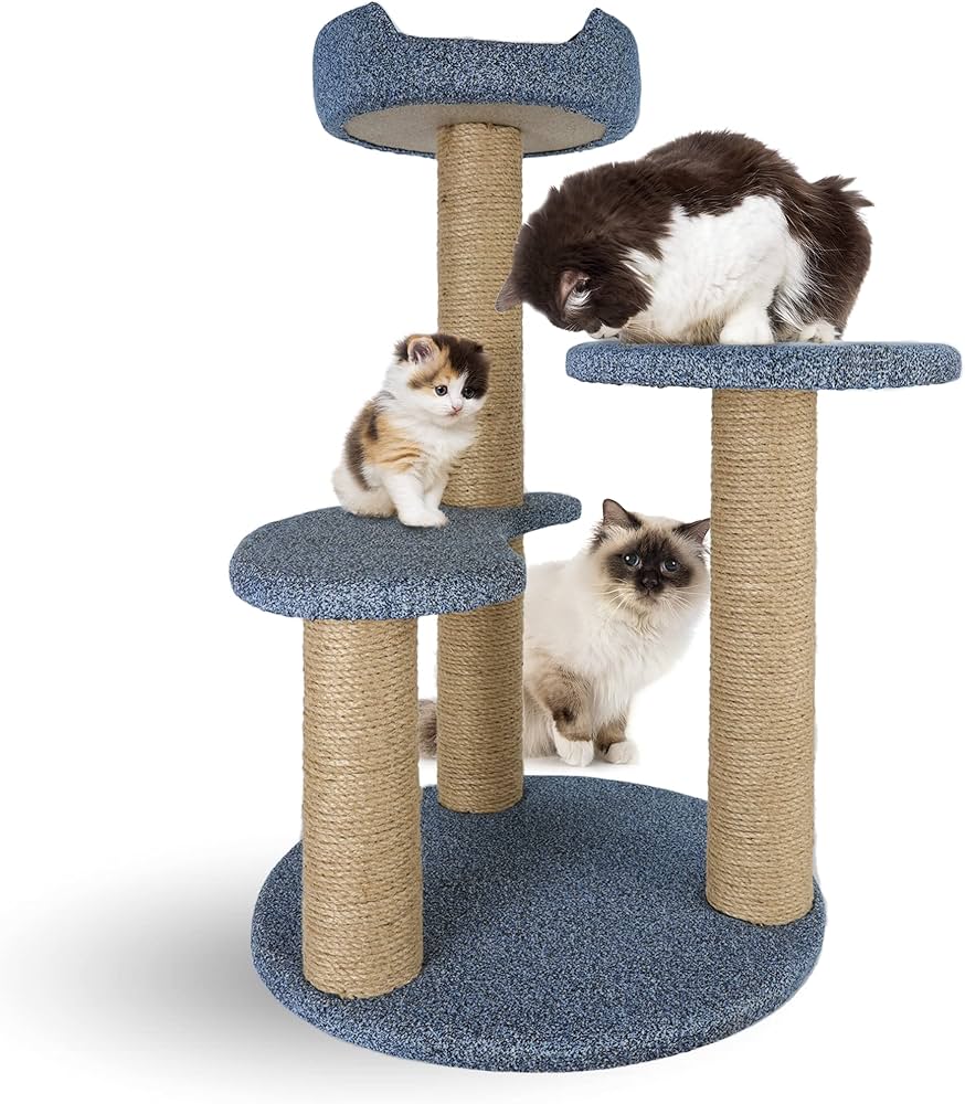 Didga: Conheça o Gato Mais Famoso do Parkour no YouTube