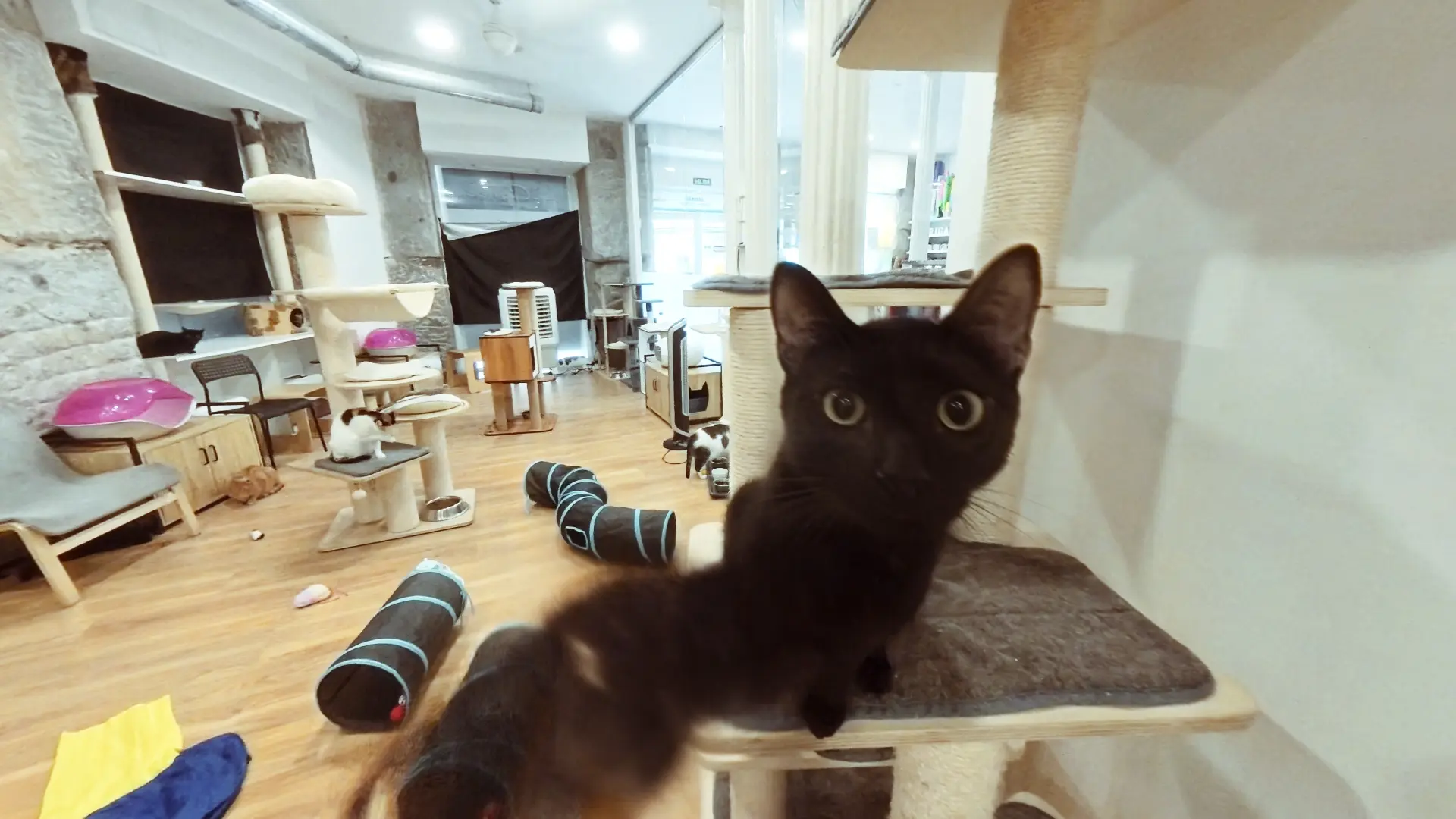 La Gatoteca Madrid: Uma Experiência Única para Amantes de Gatos na Espanha