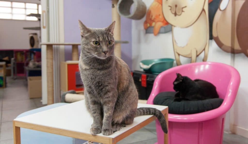 Conheça Outras Opções