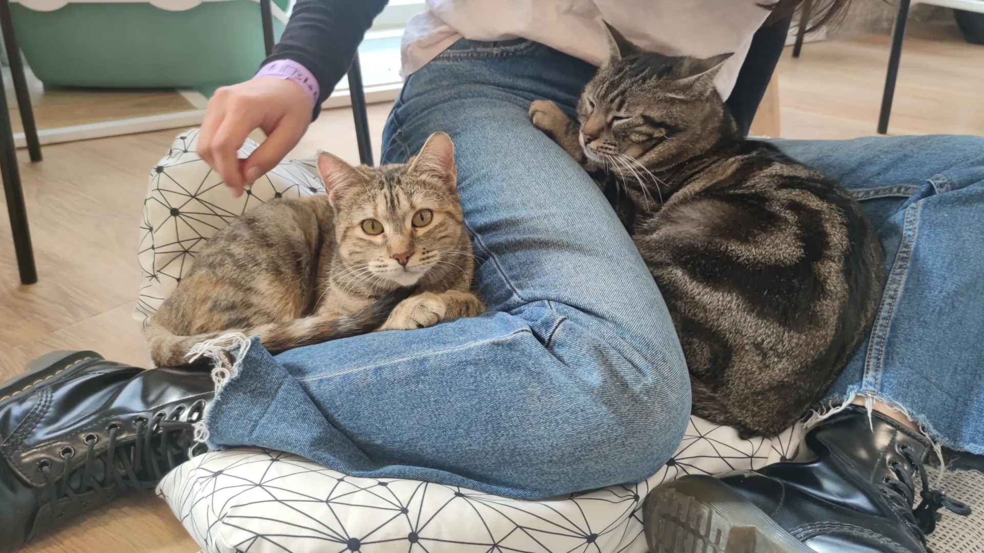 Guia Completo dos Melhores Cat Cafés no Brasil