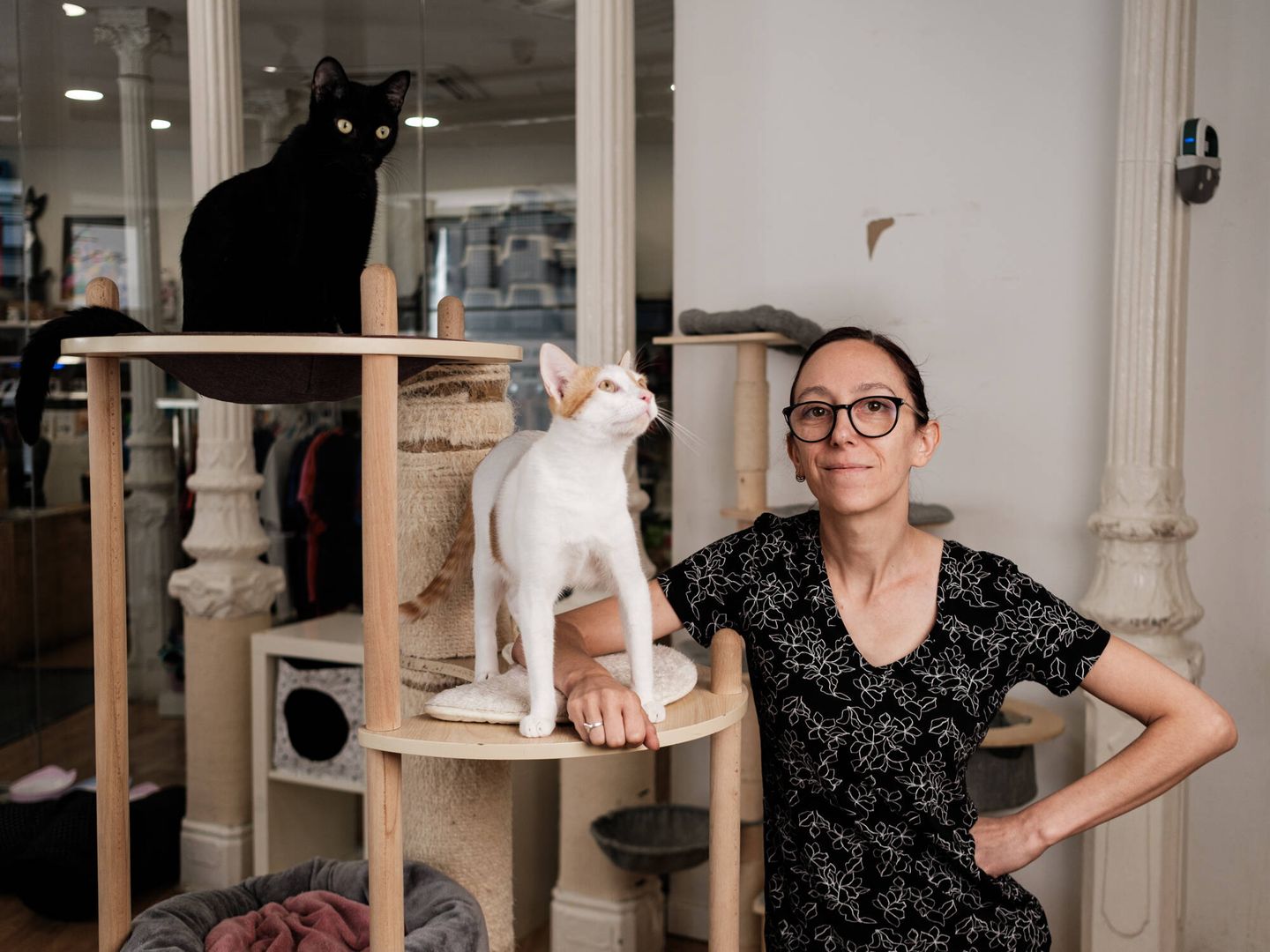 Como Ajudar Projetos de Resgate Animal como a Gatoteca de Porto Alegre