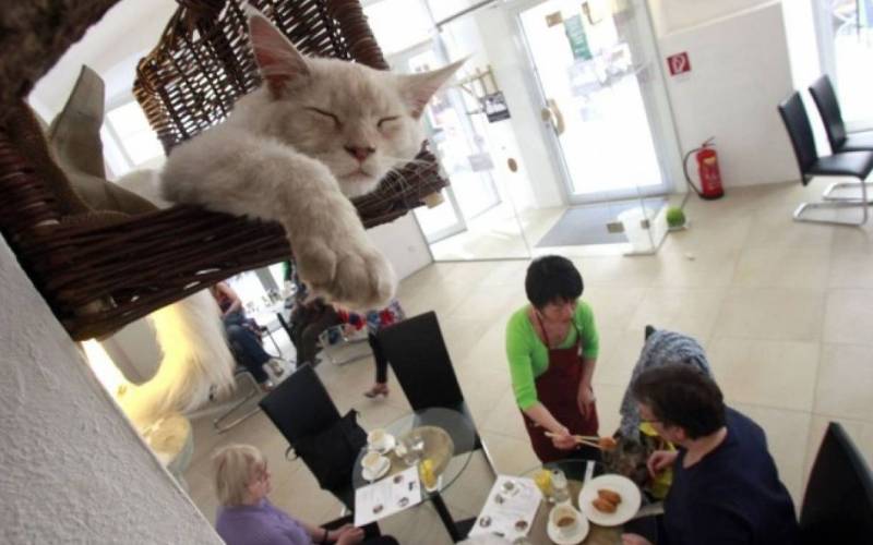 La Gatoteca Madrid: Uma Experiência Única para Amantes de Gatos na Espanha