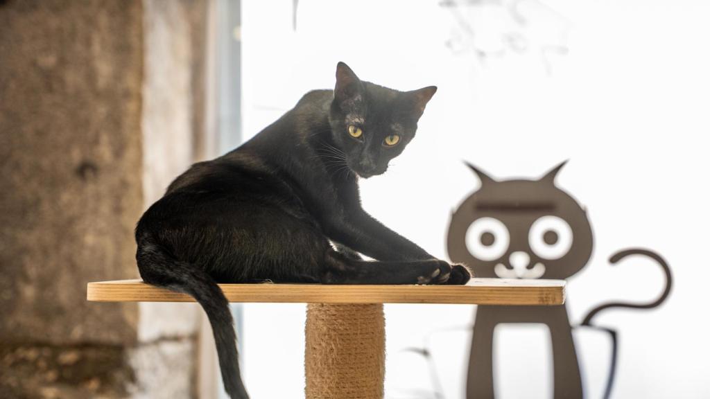 Adotar um Gato: Onde Encontrar e Como se Preparar