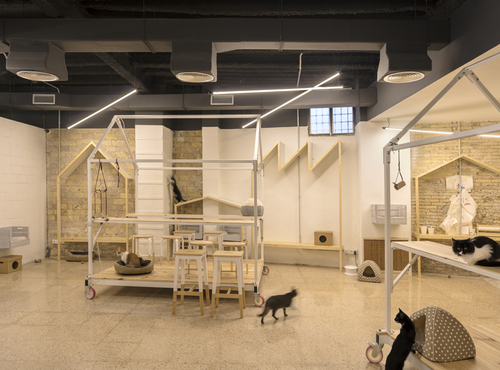 La Gatoteca Madrid: Uma Experiência Única para Amantes de Gatos na Espanha