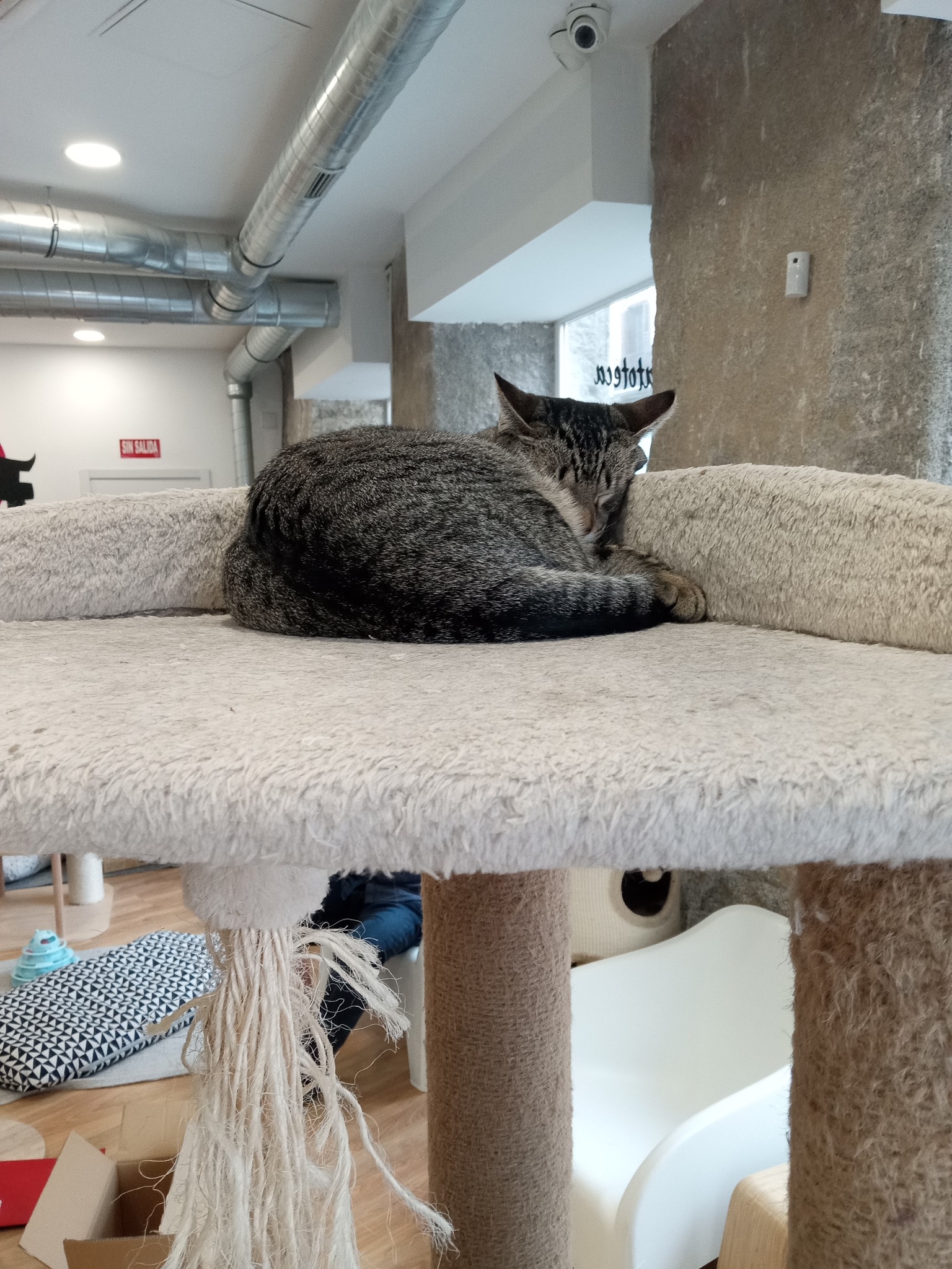 La Gatoteca Madrid: Uma Experiência Única para Amantes de Gatos na Espanha