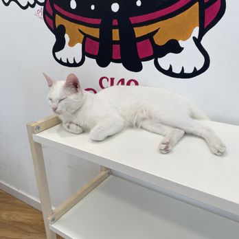 Adotar um Gato: Onde Encontrar e Como se Preparar