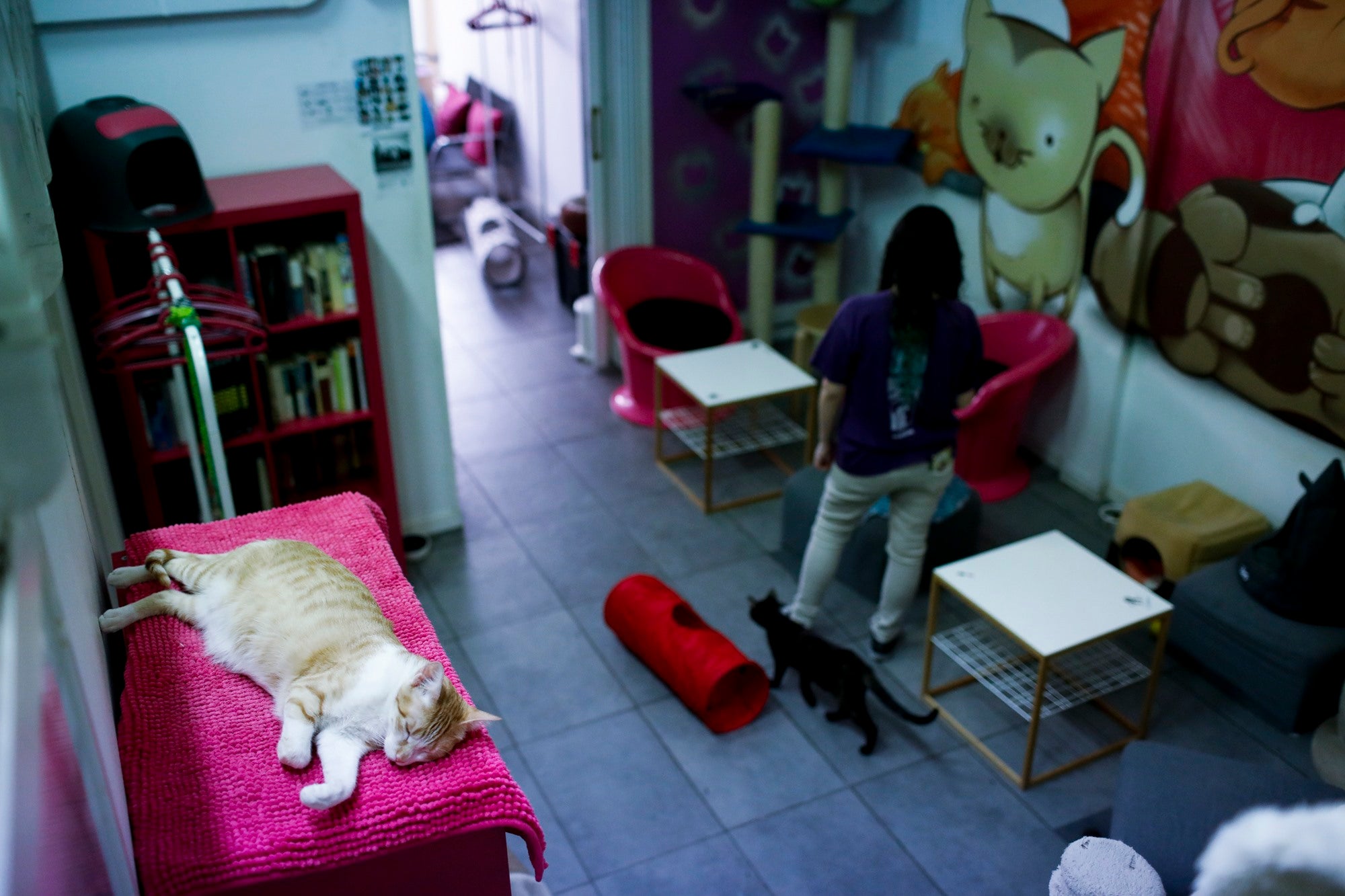 Guia Completo dos Melhores Cat Cafés no Brasil