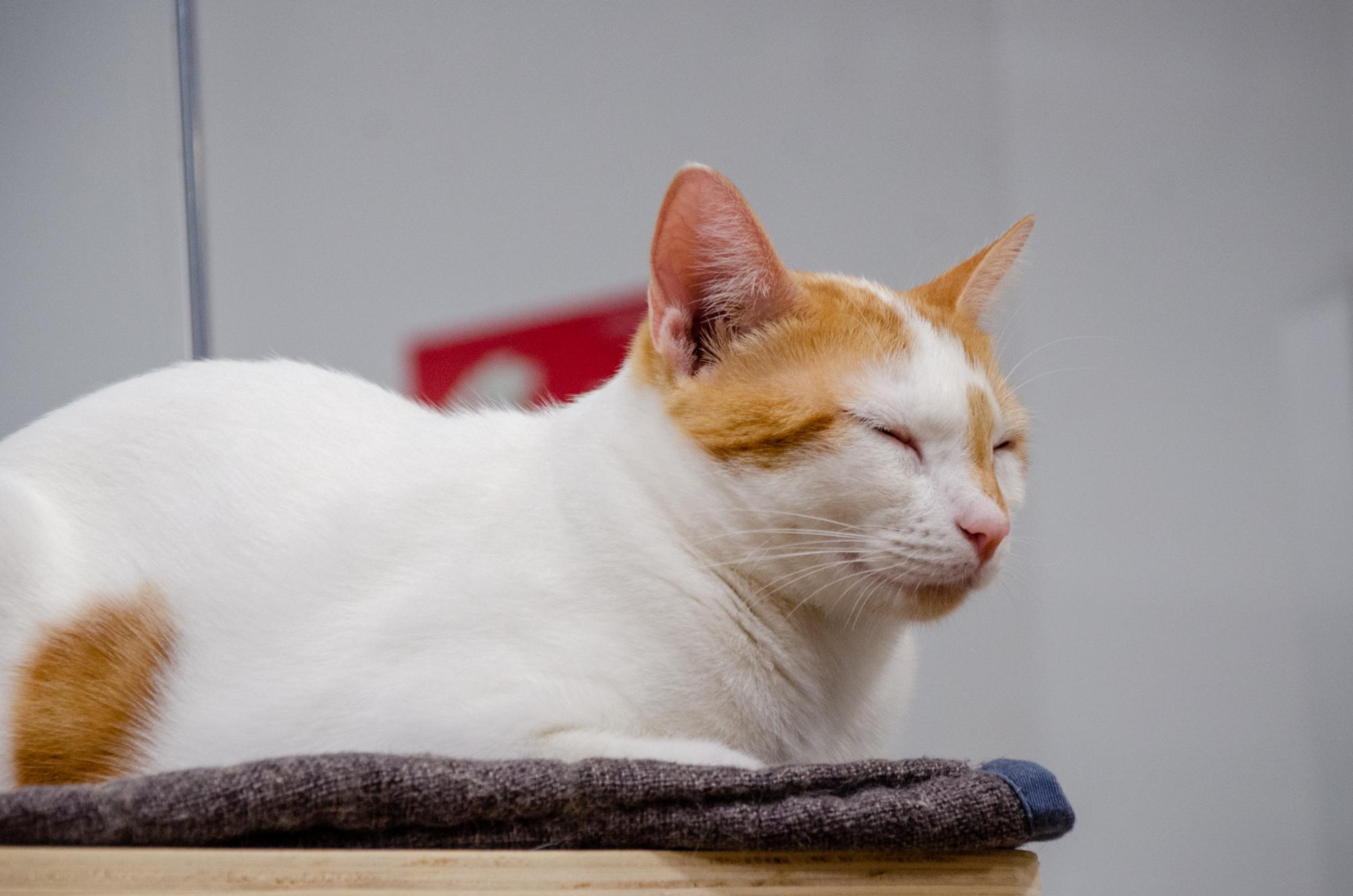 Como Ajudar Projetos de Resgate Animal como a Gatoteca de Porto Alegre