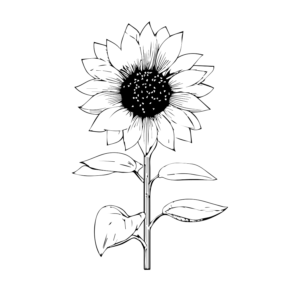 páginas para colorir de girassol gratuitas