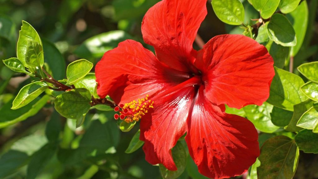 hibisco no cabelo