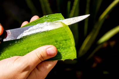 babosa natural ou produtos com aloe vera