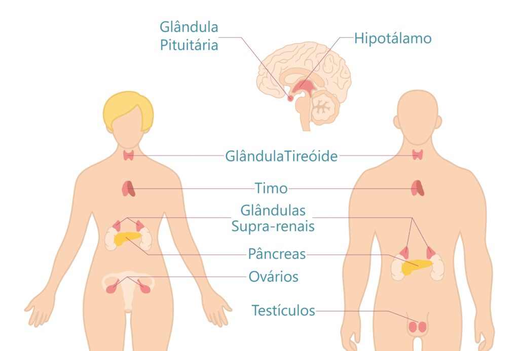 Guia Completo: Entenda as Principais Glândulas e Hormônios do Seu Corpo