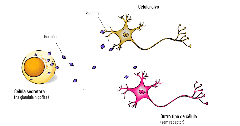 Hormônios e Doenças: Conheça as Condições Mais Comuns Relacionadas ao Desequilíbrio