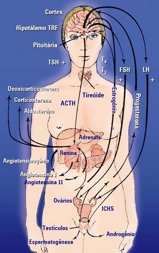 Saúde Hormonal: A Importância de Hábitos Saudáveis para o Equilíbrio do Organismo