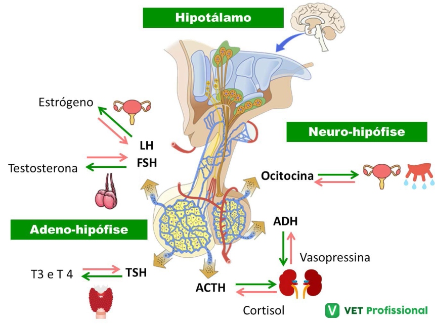 Desequilíbrio Hormonal: Sintomas, Causas e Como Buscar Tratamento Eficaz