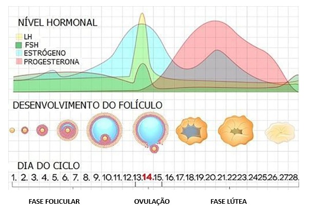 O Quarteto da Felicidade: Como Otimizar seus Hormônios para Mais Bem-Estar