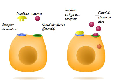 Hormônios e Doenças: Conheça as Condições Mais Comuns Relacionadas ao Desequilíbrio