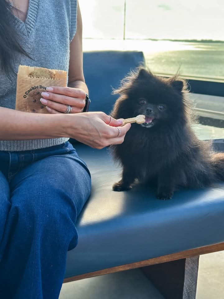 Restaurantes e cafés pet friendly imperdíveis em Porto Alegre