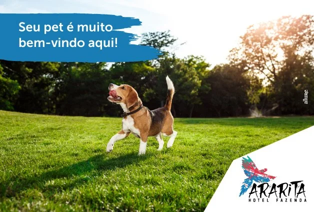 Documentação e vacinas necessárias para viajar com seu pet em Porto Alegre