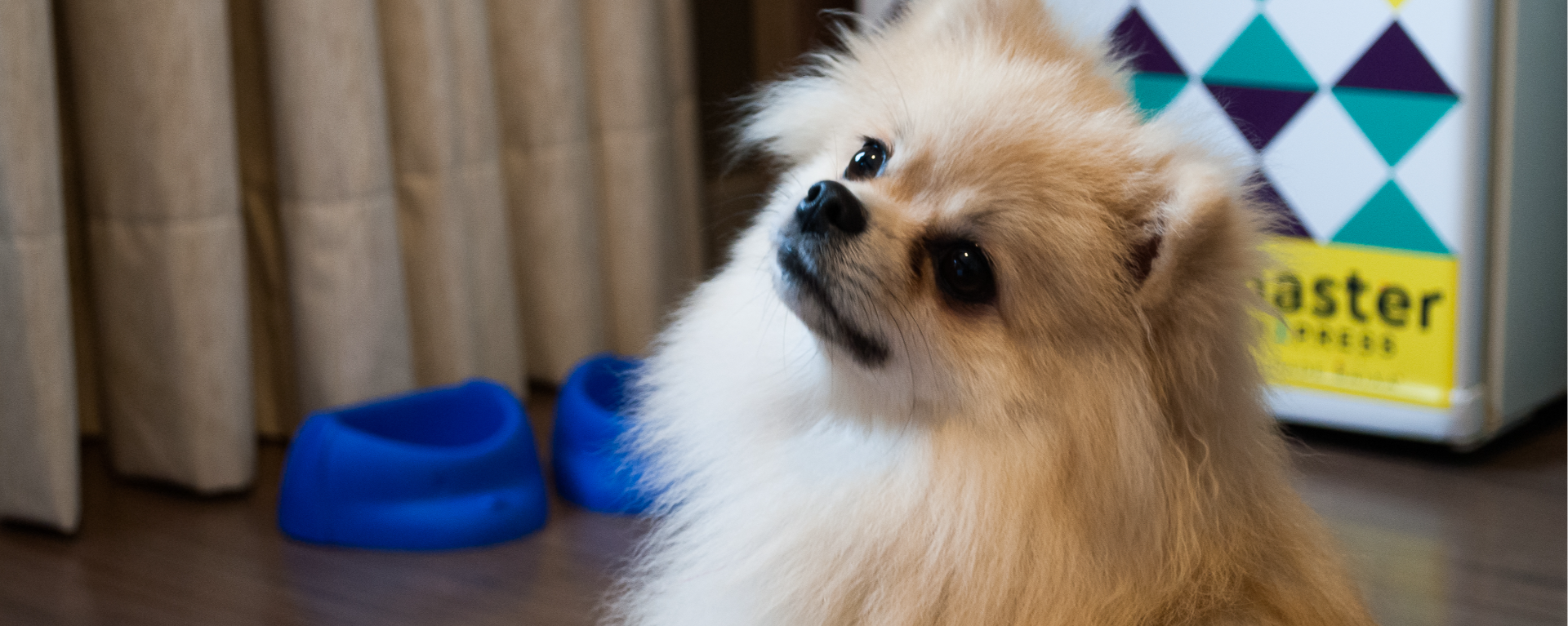 Restaurantes e cafés pet friendly imperdíveis em Porto Alegre