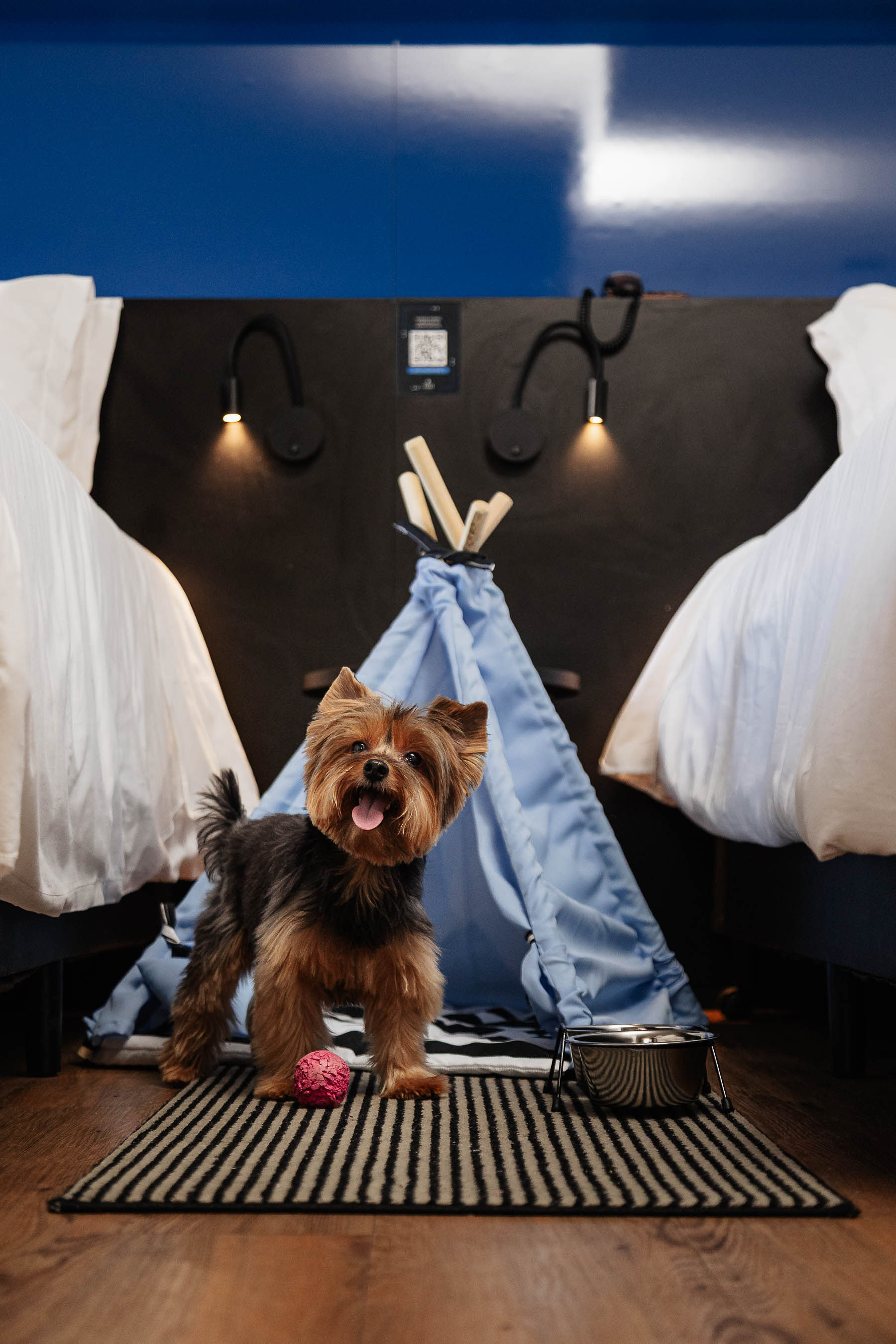 Guia completo de Porto Alegre para viajar com seu pet