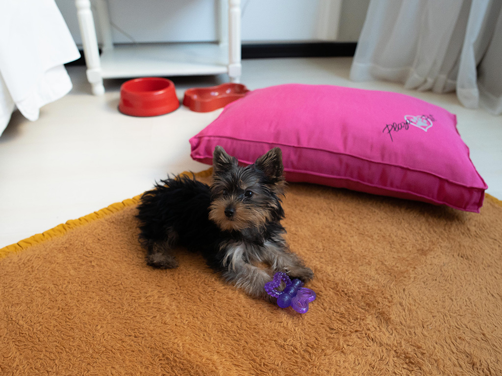 Como escolher o hotel pet friendly ideal em Porto Alegre: O que considerar