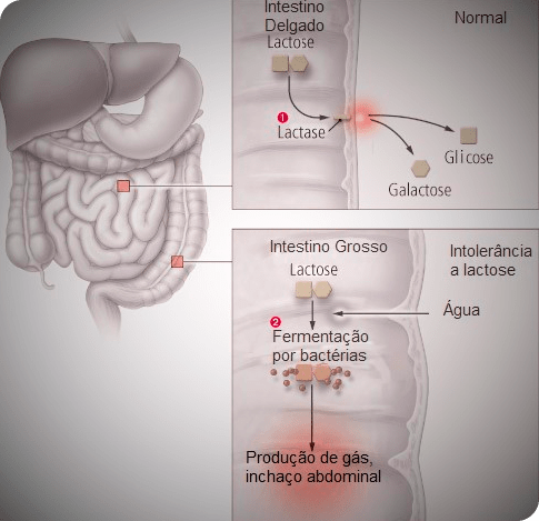 Guia Completo de Alimentos Sem Lactose para uma Dieta Saudável