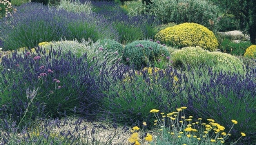 erros comuns ao criar jardim mediterrâneo