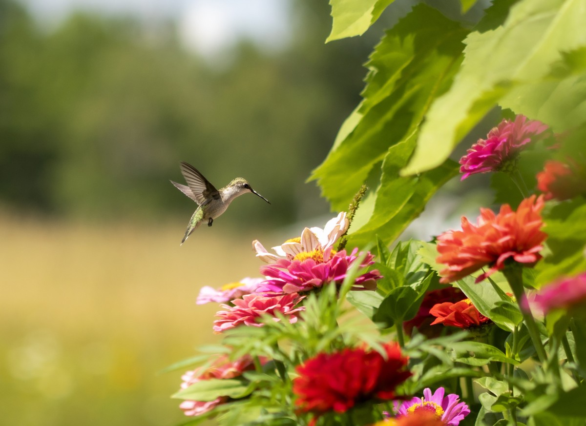 melhores plantas para atrair beija flor no jardim