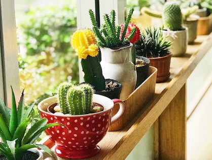 Como Escolher Plantas para Apartamento de Acordo com a Iluminação