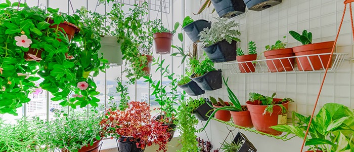 Dicas Essenciais de Drenagem e Adubação para Vasos em Apartamento