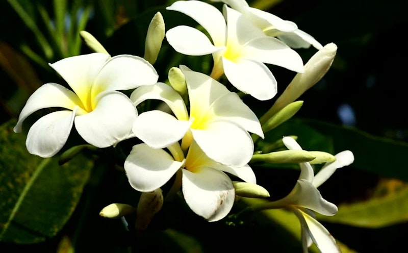 Jasmim-dos-Poetas (Jasminum polyanthum)
