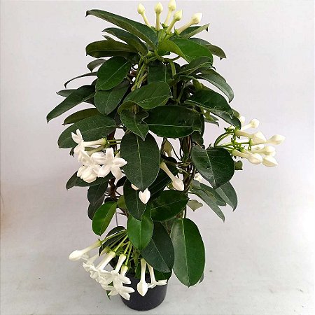 Jasmim-Manga (Plumeria)