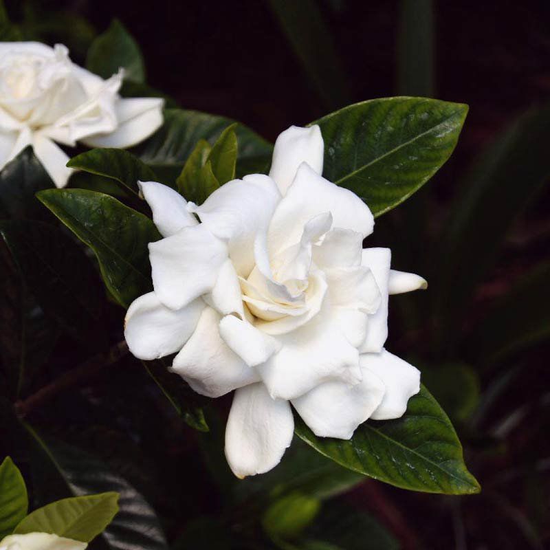 Jasmim-Amarelo (Jasminum mesnyi)