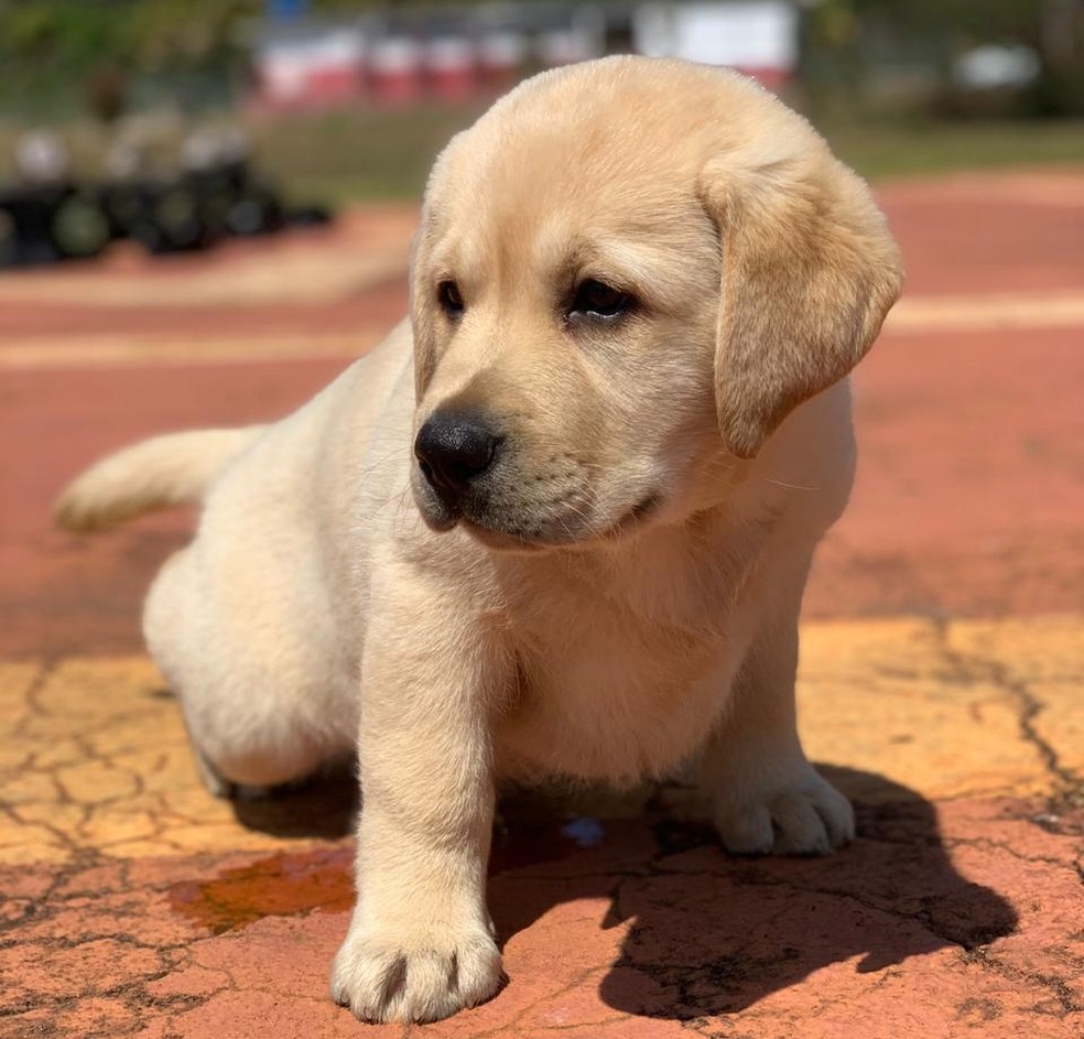 temperamento filhote labrador