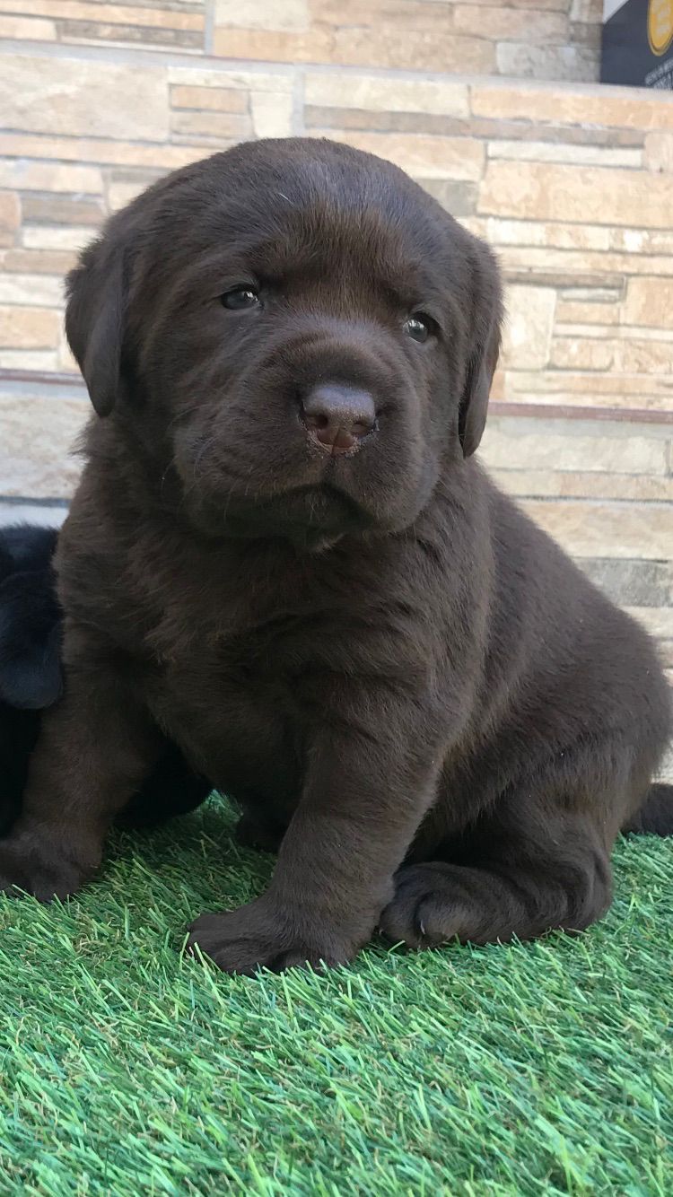 preço filhote labrador