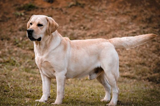 cores labrador puro