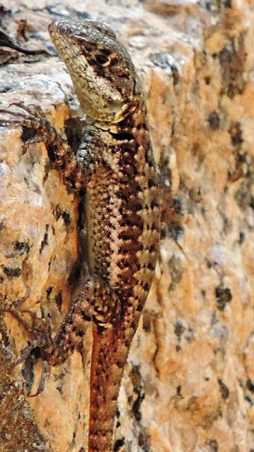 Lagartixas e Pets: Cuidados Essenciais para a Convivência